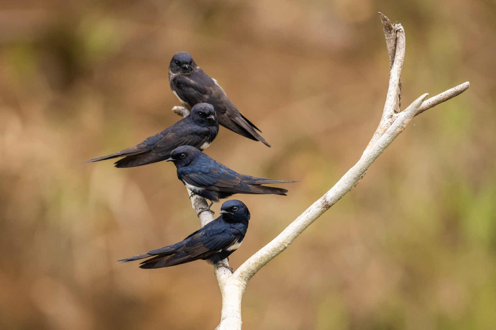 image White-banded Swallow